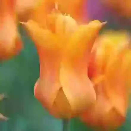 Ballerina